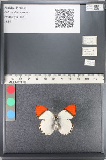 Media type: image;   Entomology 133064